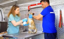 Muğla Büyükşehir Belediyesi’nin sahipsiz hayvanlara iç, dış parazit ve kuduz aşıları yapılması için hizmete aldığı Acil müdahale aracı ilçelerde hizmete başladı